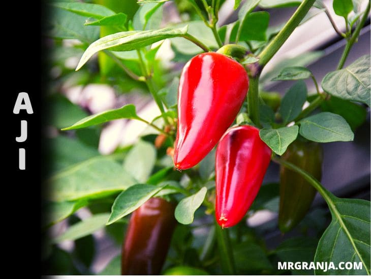 Como plantar ají en tu huerto