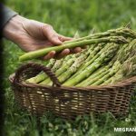 Como plantar y cultivar espárragos