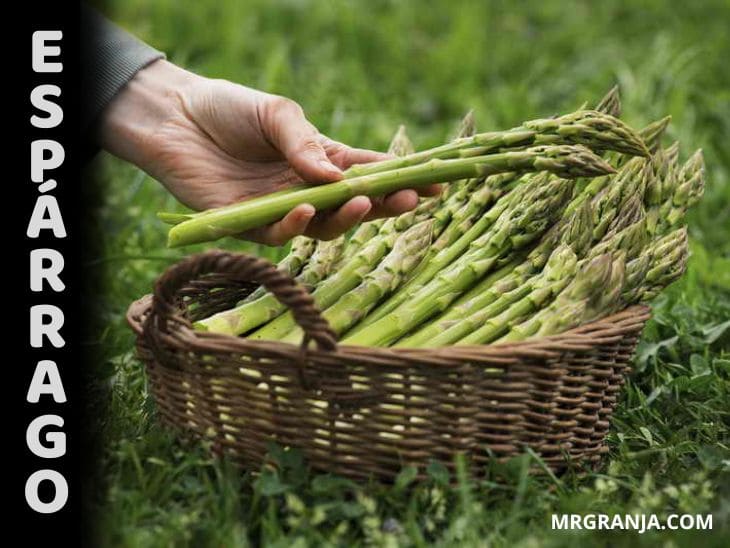 Como plantar y cultivar espárragos