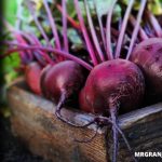 Cómo sembrar y cultivar betarraga