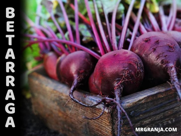 Cómo sembrar y cultivar betarraga