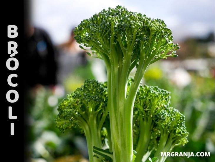 Como sembrar y cultivar brócoli