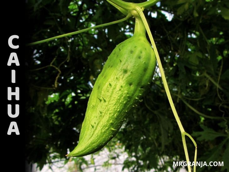 Cómo sembrar y cultivar caihua