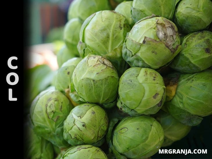 Cómo sembrar y cultivar coles de bruselas