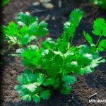 Cómo sembrar y cultivar culantro facil