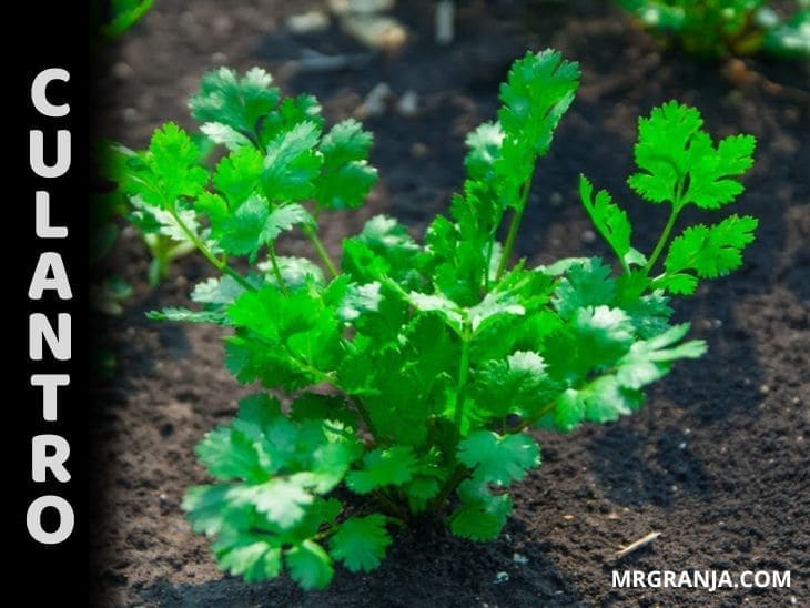 Cómo sembrar y cultivar culantro facil