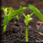 Como sembrar y cultivar habas