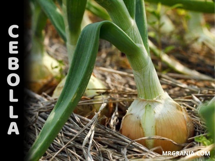 Cómo sembrar y cultivar la cebolla