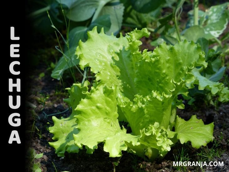 Como sembrar y cultivar lechugas