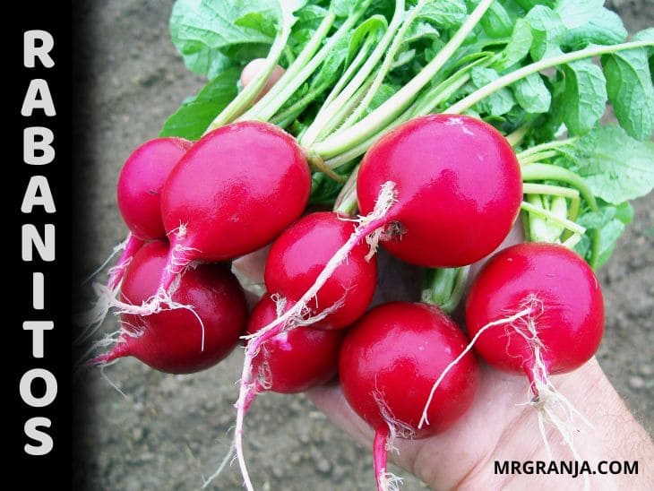 Como sembrar y cultivar rabanitos en casa